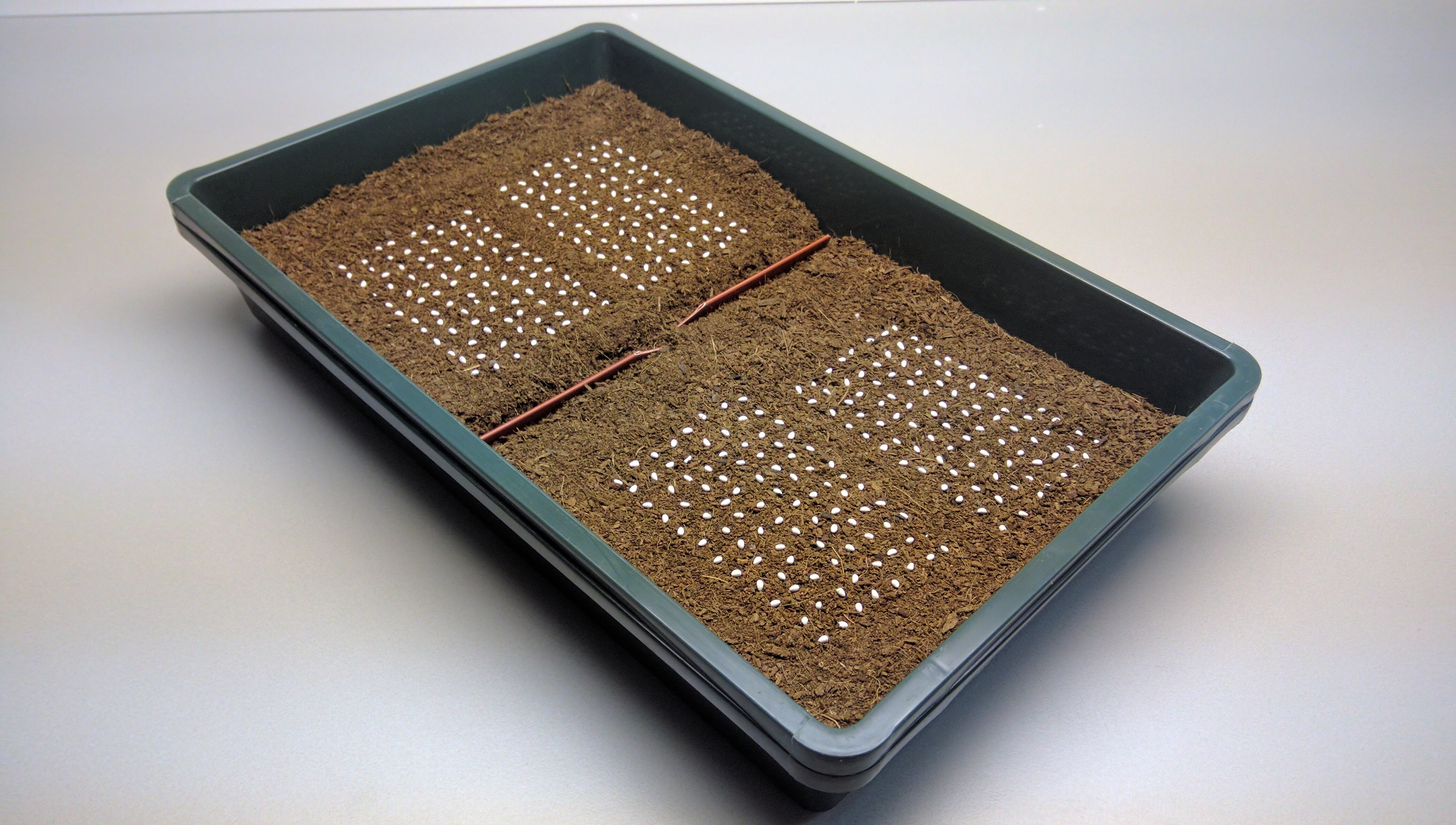 Seeds dispensed in a grid on a sowing tray