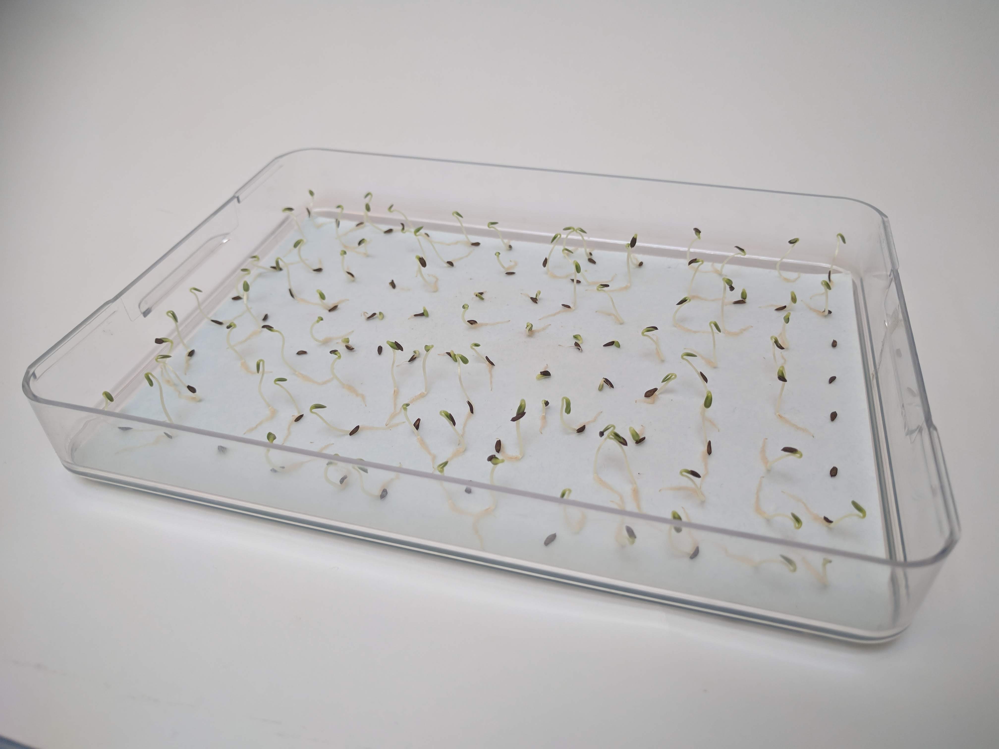 100 seeds germinated on a blot-paper tray dispensed with a LabTIE seed dispenser